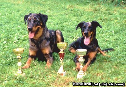 Beauceron Hunde Foto 3474 Beauceron Wurfgeschwister