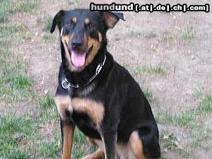 Beauceron Hunde Foto 7326 Beauceron Cindy