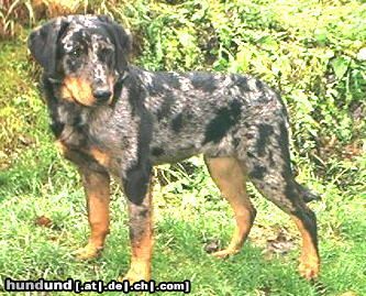 Beauceron Hunde Foto 3488 Beauceron Delos-Blue le Bijou noir de la Montagne