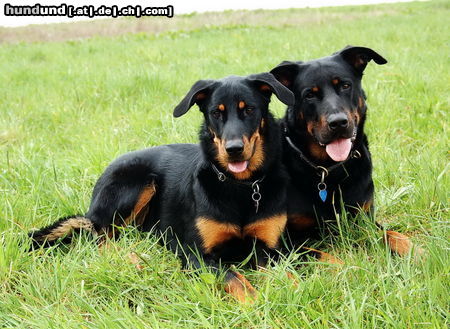 Beauceron www.beauceron-net.de