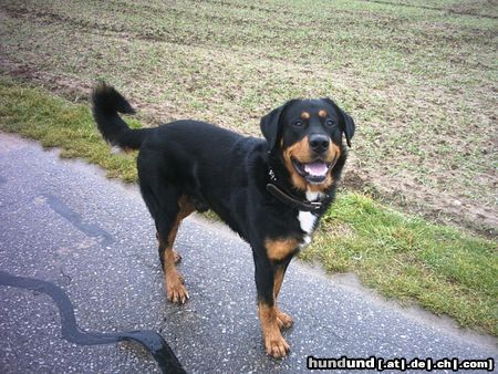 Beauceron Hunde Foto 9222 Beauceron