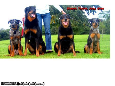 Beauceron Hunde Foto 26140 Beauceron diesel tiablo jazz blue
