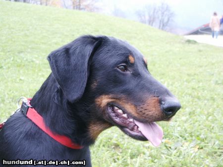 Beauceron Hunde Foto 16230 Beauceron Espoir le Bijou noir de la Montagne 10 monate alt