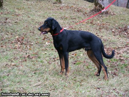 Beauceron Hunde Foto 16229 in höherer Auflösung ansehen Beauceron Espoir le Bijou noir de la Montagne 10 monate alt