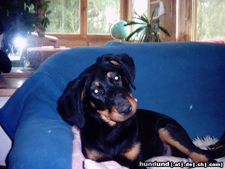 Beauceron Hunde Foto 9985 Beauceron eve le bijou noir de la montagne
