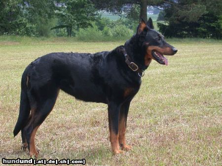Beauceron Hunde Foto 18239 in höherer Auflösung ansehen Beauceron