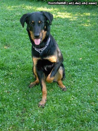 Beauceron Hunde Foto 21948 in höherer Auflösung ansehen Beauceron Beauceron-Hündin Etoile mit 8 Monaten