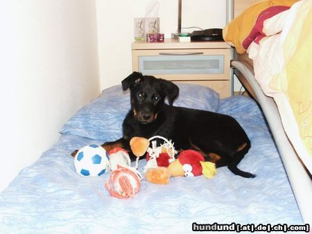 Beauceron Hunde Foto 20786 Beauceron Luna mit 3 Monate