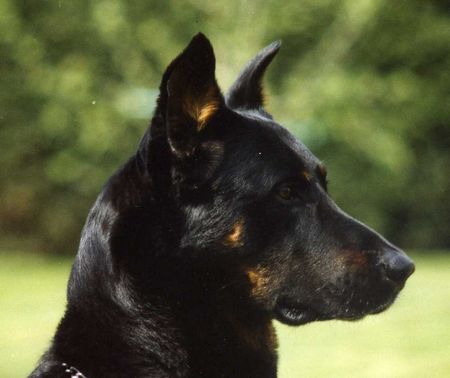 Beauceron Hunde Foto 31211 in höherer Auflösung ansehen Beauceron Caliph des Loups de St-Ignace