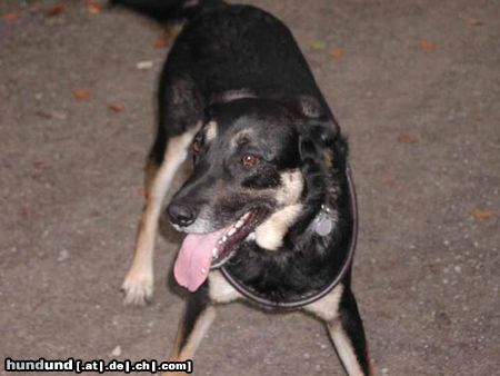 Beauceron Hunde Foto 3508 Beauceron Ich bin charly und Chamigon