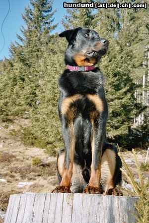 Beauceron Hunde Foto 18819 in höherer Auflösung ansehen Beauceron Vasco des sources de Louksor