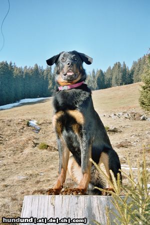 Beauceron Hunde Foto 18820 in höherer Auflösung ansehen Beauceron Vasco des sources de Louksor