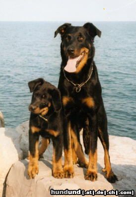 Beauceron Hunde Foto 3472 Beauceron Das ist