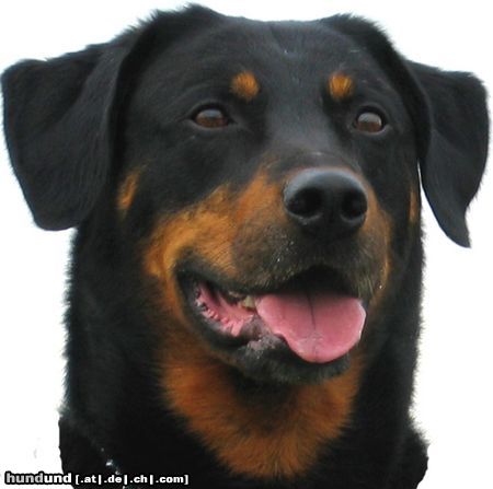 Beauceron Hunde Foto 16831 in höherer Auflösung ansehen Beauceron Blick in die Ferne