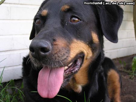Beauceron Hunde Foto 8277 Beauceron Lissy 7 Jahre unter