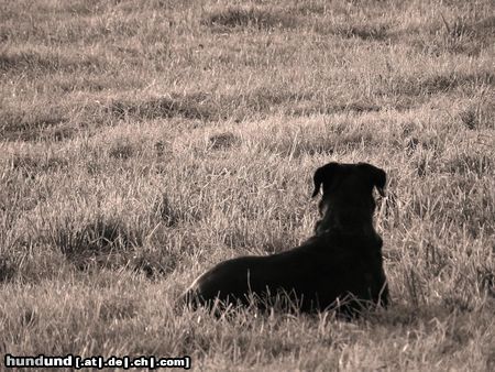 Beauceron Hunde Foto 8276 Beauceron Lissy 7 Jahre auf