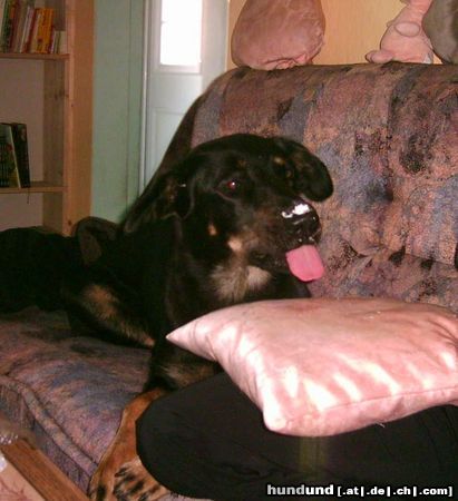 Beauceron Hunde Foto 6303 Beauceron mmmmmm lecker