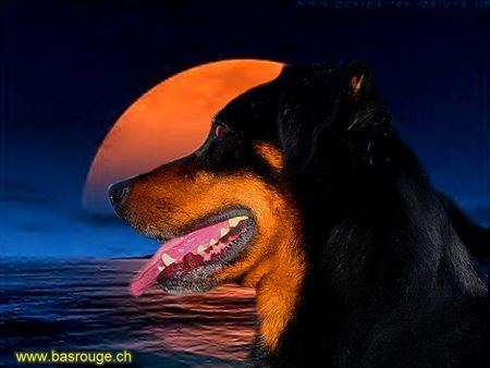 Beauceron Hunde Foto 26831 in höherer Auflösung ansehen Beauceron romantisches Bild