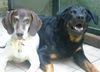 Beauceron Foto: Syrun und Pepper (ID 33436) Beauceron Hund