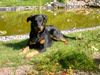Beauceron Hund