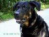 Beauceron Hund