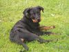 Beauceron Foto: Beauceron-Rüde (ID 13014) Beauceron Hund