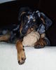 Beauceron Hund