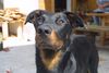 Beauceron Foto: Lunett de la Plaine du tilleul (ID 4218) Beauceron Hund