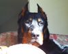 Beauceron Hund