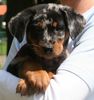 Beauceron Hund
