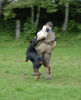 Beauceron Hund