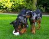 Beauceron Hund