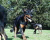 Beauceron Hund