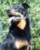 Beauceron Hund