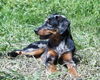 Beauceron Hund