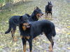 Beauceron Hund