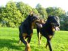 Beauceron Hund