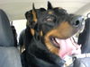 Beauceron Hund