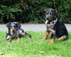 Beauceron Hund