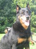 Beauceron Hund
