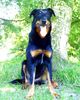 Beauceron Hund