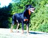 Beauceron Hund