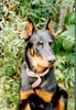Beauceron Foto: Ubi 6 monat (ID 10204) Beauceron Hund