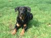 Beauceron Hund