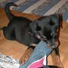 Beauceron Foto: Brandy v d Widenau, 11 Wochen alt (ID 16848) Beauceron Hund