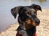 Beauceron Hund