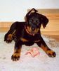 Beauceron Foto: Belis le Bijou noir de la Montagne (ID 3477) Beauceron Hund