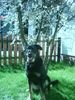Beauceron Foto: In Gedanken immer bei mir! (ID 11478) Beauceron Hund