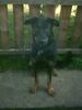 Beauceron Foto (ID 6250) Beauceron Hund