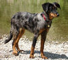 Beauceron Hund